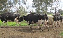 Milk oversupply dents confidence