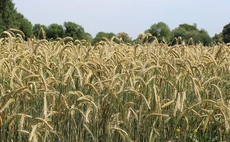 Increase in UK organic farmland 'lags behind' European counterparts, industry representatives warn