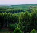 Weyerhaeuser/Altripan expand sustainable network