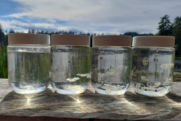 How the Peach Blossom Jellyfish is spreading across North America