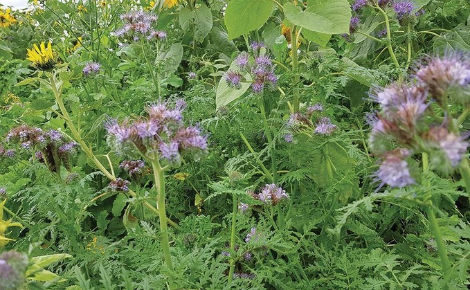 Getting to grips with cover crops