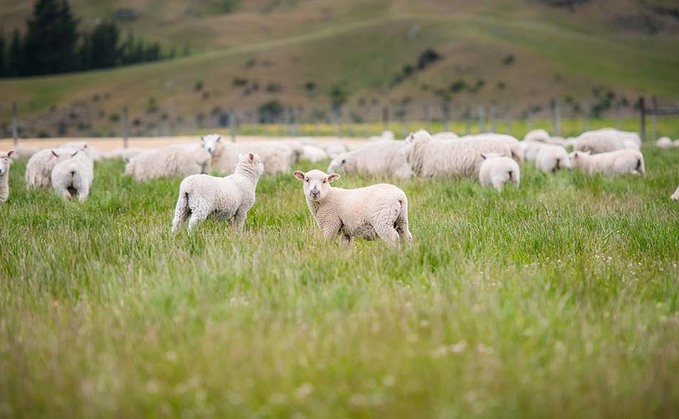 Jump in NZ lamb imports should serve as a stark warning