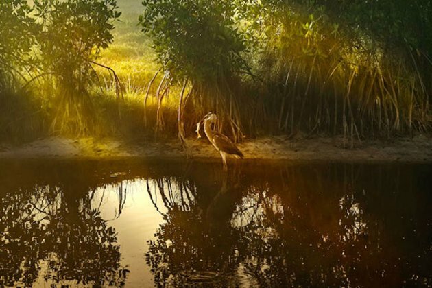 Coastal areas produce substantial economic, biodiversity gains: Study