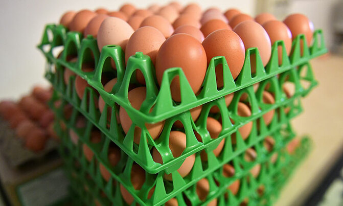 Contaminated eggs scandal spreads from Europe to Asia Contaminated eggs scandal spreads from Europe to Asia