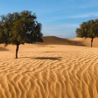 EAD, ICBA complete UAE's 1st Ghaf tree population genomics study