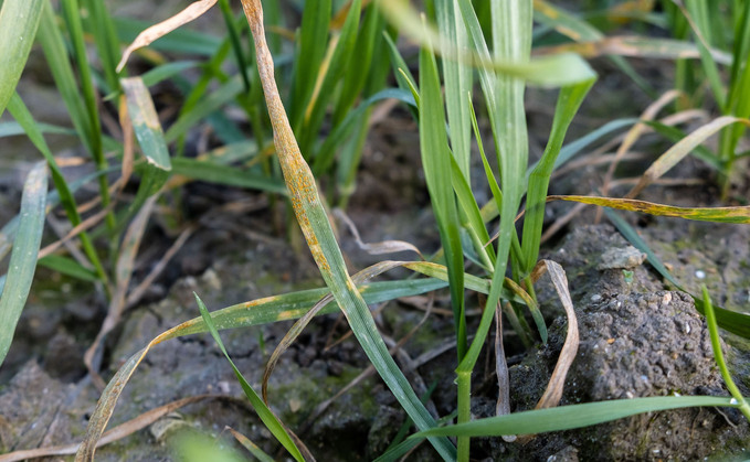 Cereals 25: Impact of Yr15 gene failure in wheat still unknown
