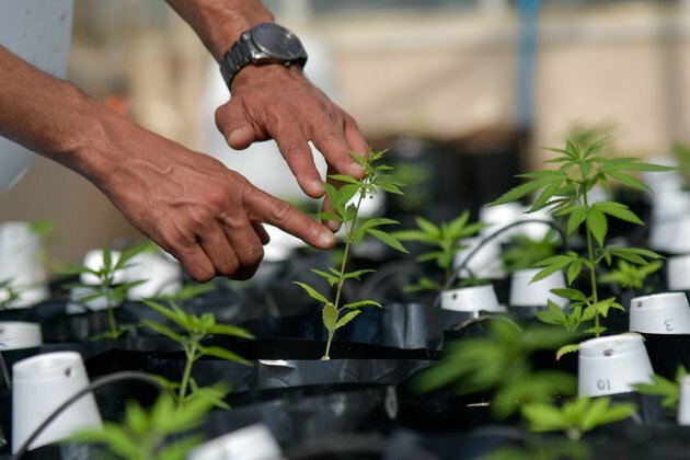 Fake news over Aussie-Taliban cannabis deal sweeps global headlines