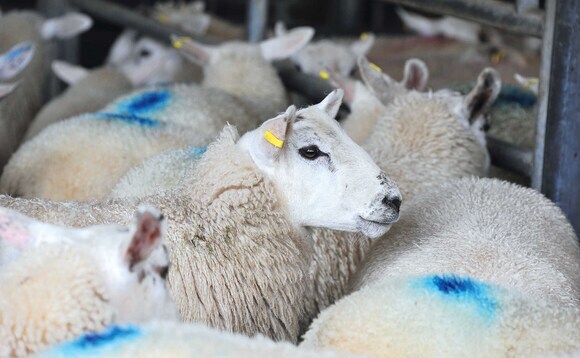 Tighter supplies and steady demand support lamb prices