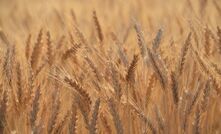 Global grain stocks are limiting price rises.
