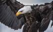 Condor follows Eagle to the scrapheap 