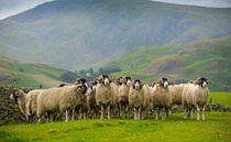 'Sheep play a vital role' - NFU unveils vision to build thriving sheep sector