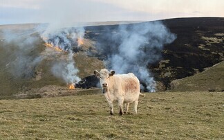 How peatland restoration helped protect a Welsh farm from 'frightening' wildfires