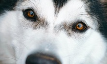 Javelin retains its Malamute and Husky projects. Image by  Josephine Amalie Paysen/Unsplash