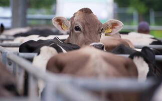 Farmer fined for 'extensive breaches' of cattle movement and bTB testing rules