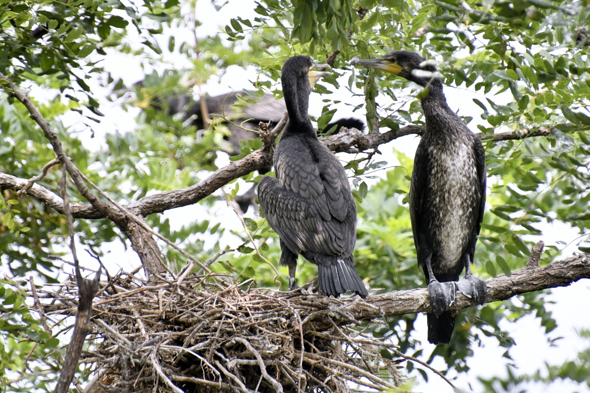 CHINA-BEIJING-MIYUN RESERVOIR-FLEDGLINGS (CN)