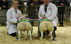First time exhibitor wins sheep section at Welsh Winter Fair