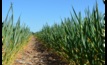 FAR Australia has announced several Hyper Yielding Crop program awards. Picture Mark Saunders.