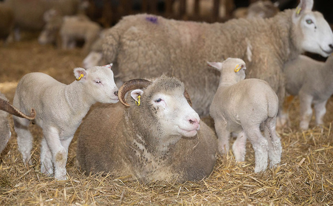 Sheep special: Traditional breeds thrive on South West Pennines