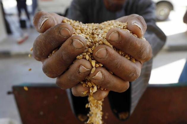 Sowing gains: innovation drives Egypt's wheat surge