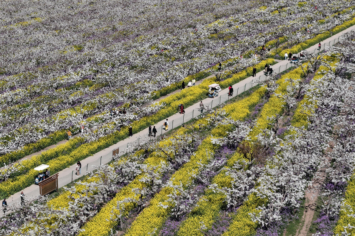 CHINA-HEBEI-PEAR BLOSSOMS-TOURISM (CN)