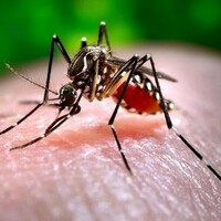 Pakistan: Sindh records first dengue death of 2025; most cases in Karachi
