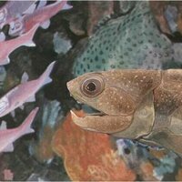 Many animals can reshape and shed their teeth - and now scientists have traced this ability back 380 million years