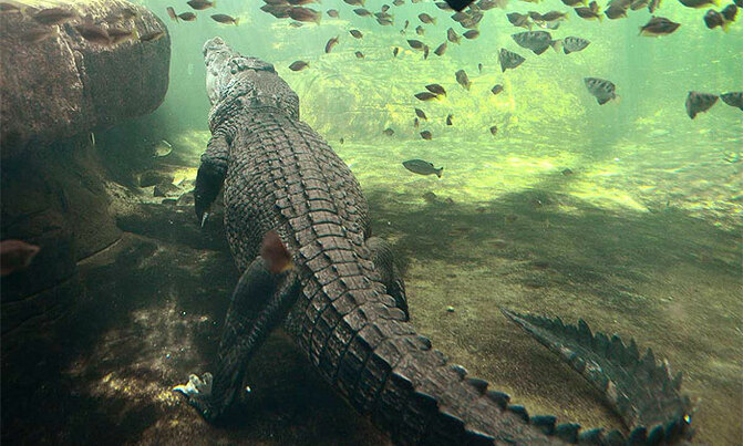 Selfie-seeking tourist bitten by crocodile Selfie-seeking tourist bitten by crocodile