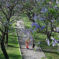 Asia Album: Blooming Jacaranda trees in Islamabad, Pakistan