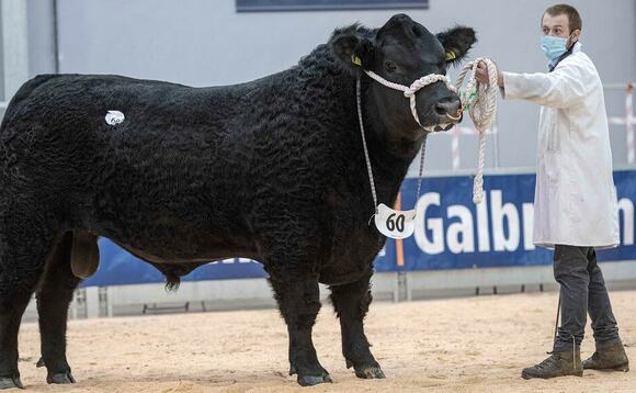 High of 15,000gns for Aberdeen-Angus bulls at Stirling