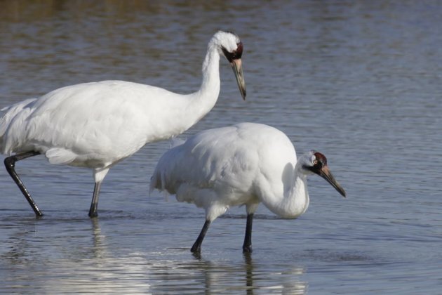 Fake Eggs Spying on Whooping Cranes to Boost Survival
