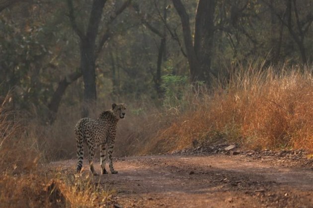 MP: Two male cheetahs released in free-ranging area in Kuno National Park