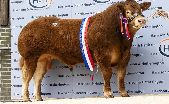 New Limousin bull record of 180,000gns at Carlisle
