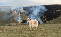 Peatland restoration helps save Welsh farm from wildfire