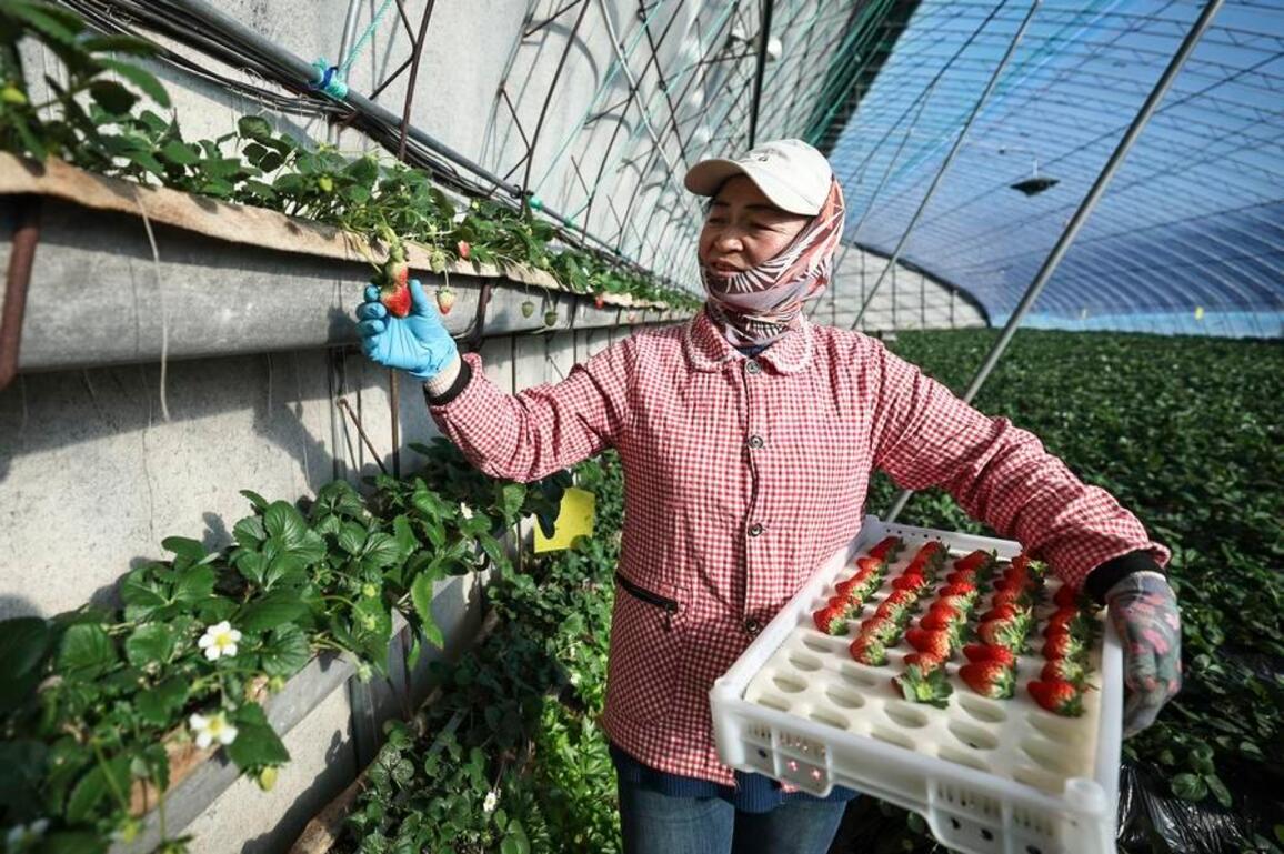 GLOBALink | Dandong strawberries: a must-try sweetness in NE China's Liaoning