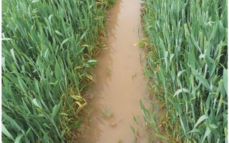 Benefits of sensor technologies for water management on-farm