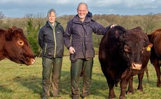 Conservation grazing brings in income for Cumbrian beef business