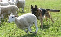 Dogs maul 35 sheep to death and injure 14 more at Suffolk farm