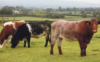 Irish beef factories under fire on prices
