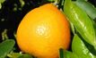 Aussie juniors pick Californian citrus