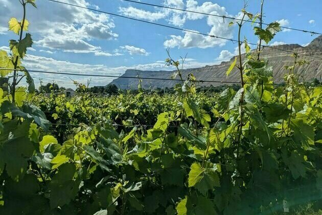How a devastating grape pest is reshaping vineyards across Colorado's Western Slope