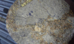  Core from Golden Deeps' Nosib prospect with chalcopyrite and bornite mineralisation