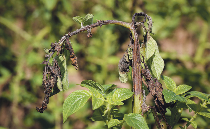 New research partnership aims to drive potato crop resiliance