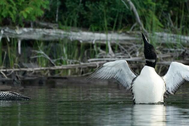 Burcum- A worthy political legacy- permanent Boundary Waters protections