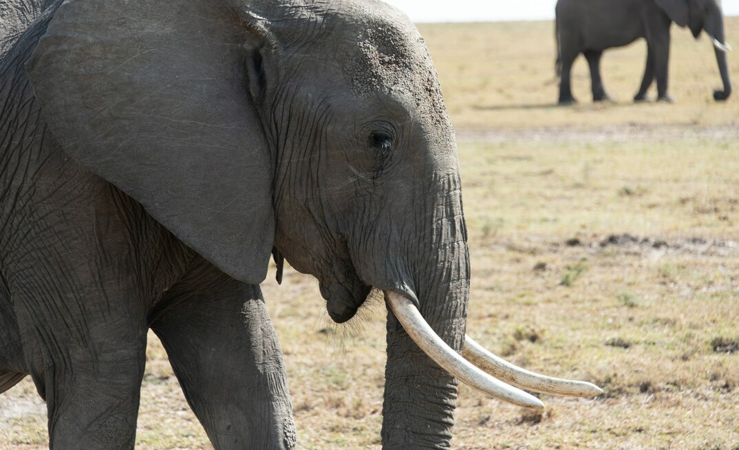 Portal da Mineracao Brasil Mineral Agência  