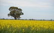  Rabobank says farm land prices may be in for a correction. Picture Mark Saunders.