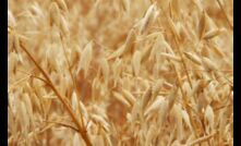  Two new oat varieties have made it to the new Oats Classification Program. Image courtesy Seednet.