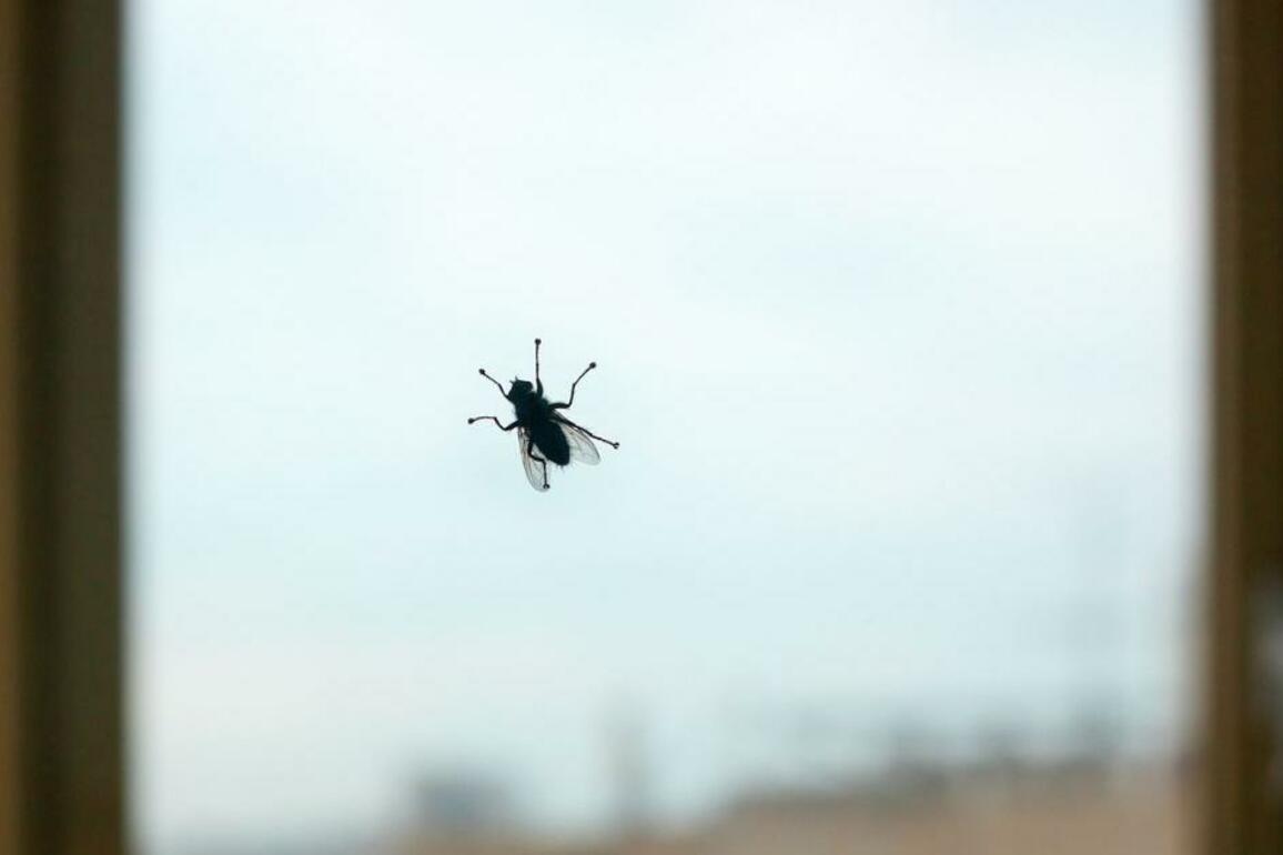 How to stop flies coming into your home as fly season looms
