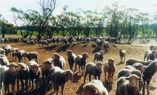 Potential export breach involving Australian sheep surfaces