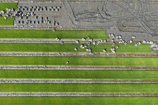 Scientists unveil how rice adapts to cold, supports 200-year-old evolution theory