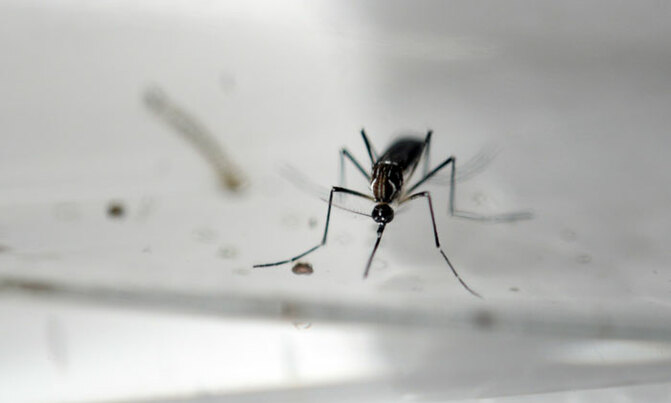Guinea-Bissau records first three cases of Zika Guinea-Bissau records first three cases of Zika